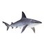 Sharks Rigged Collection 9 per Cinema 4D