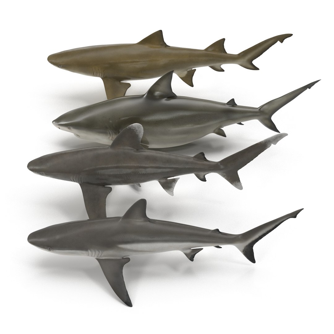 3D sharks rigged 9 https://p.turbosquid.com/ts-thumb/P0/YQIDU6/E2ixZP1F/sharkscollection3dmodels006/jpg/1465305594/1920x1080/fit_q87/27b7bfef4a747df4a2b65b123097cf5720f31042/sharkscollection3dmodels006.jpg