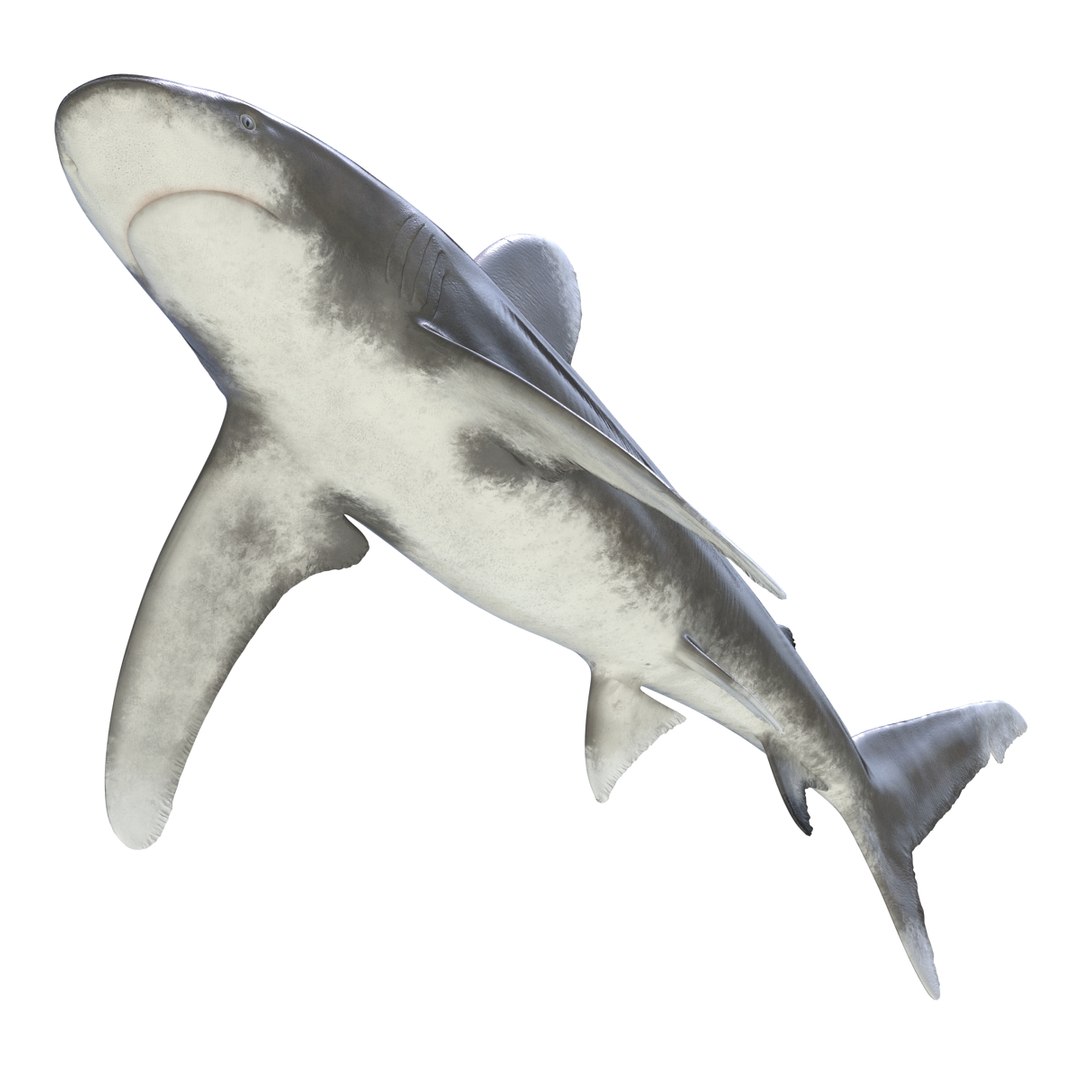 3D sharks rigged 9 https://p.turbosquid.com/ts-thumb/P0/YQIDU6/EFK8A1f0/sharkscollection3dmodels072/jpg/1465305605/1920x1080/fit_q87/3ae9366e0f1f930ce1d41a5a8fa520930c3c302b/sharkscollection3dmodels072.jpg