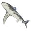 Sharks Rigged Collection 9 per Cinema 4D