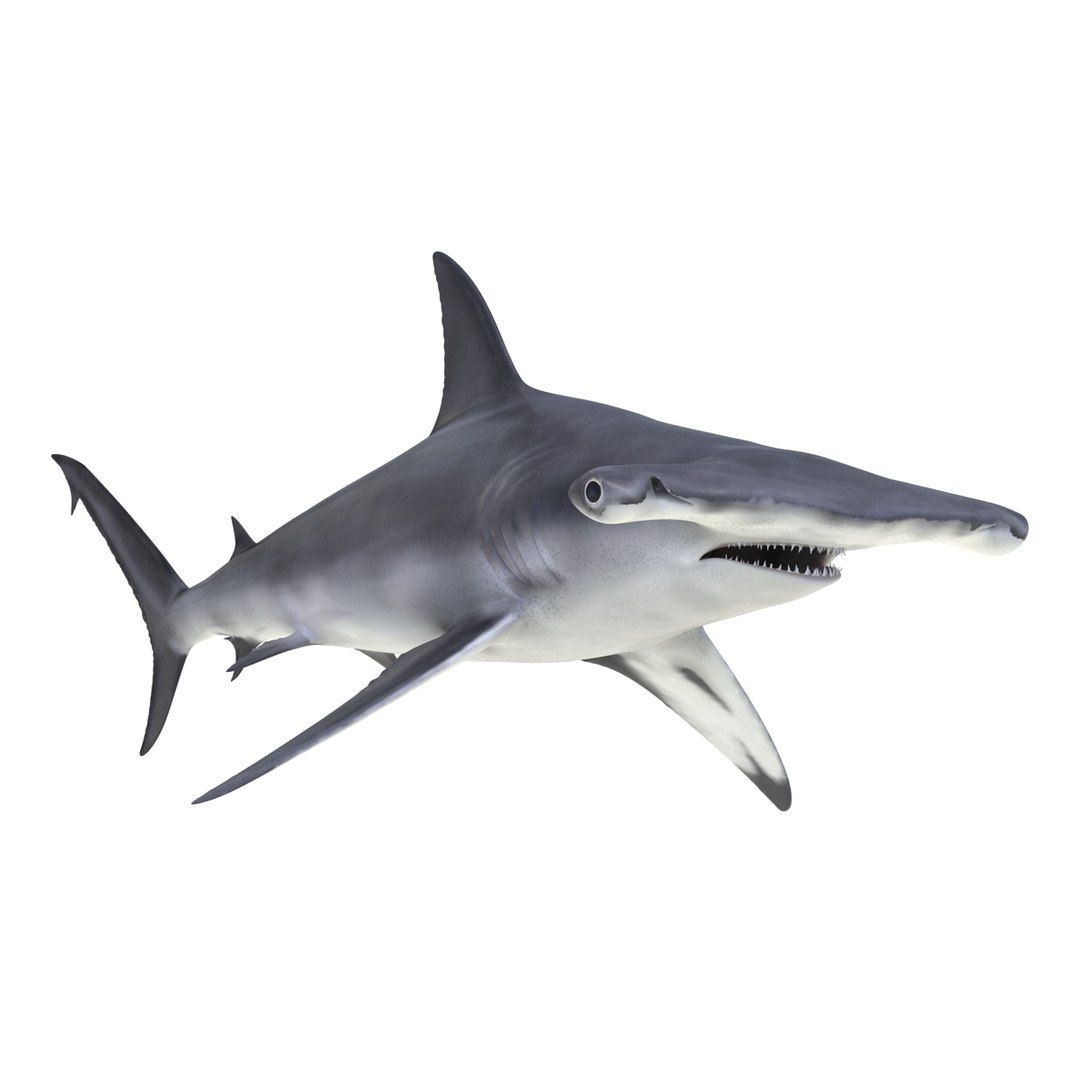 3D sharks rigged 9 https://p.turbosquid.com/ts-thumb/P0/YQIDU6/EGcJuGzY/sharkscollection3dmodels052/jpg/1465305602/1920x1080/fit_q87/7736de3f4dad0cd761917cb71ec9f0ccf0e4574d/sharkscollection3dmodels052.jpg