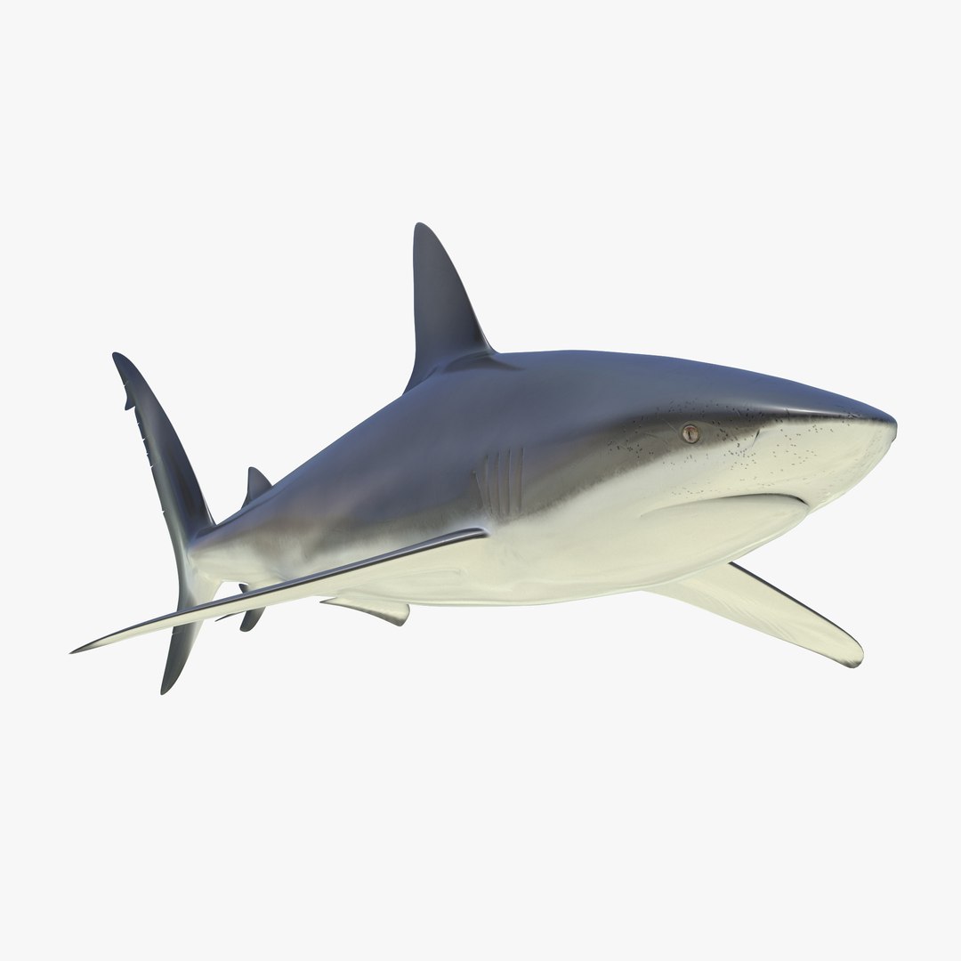 3D sharks rigged 9 https://p.turbosquid.com/ts-thumb/P0/YQIDU6/EbqvEQYa/sharkscollection3dmodels048/jpg/1465305601/1920x1080/fit_q87/996962e2196958bb5979247d0ee7f7bf66264cbd/sharkscollection3dmodels048.jpg