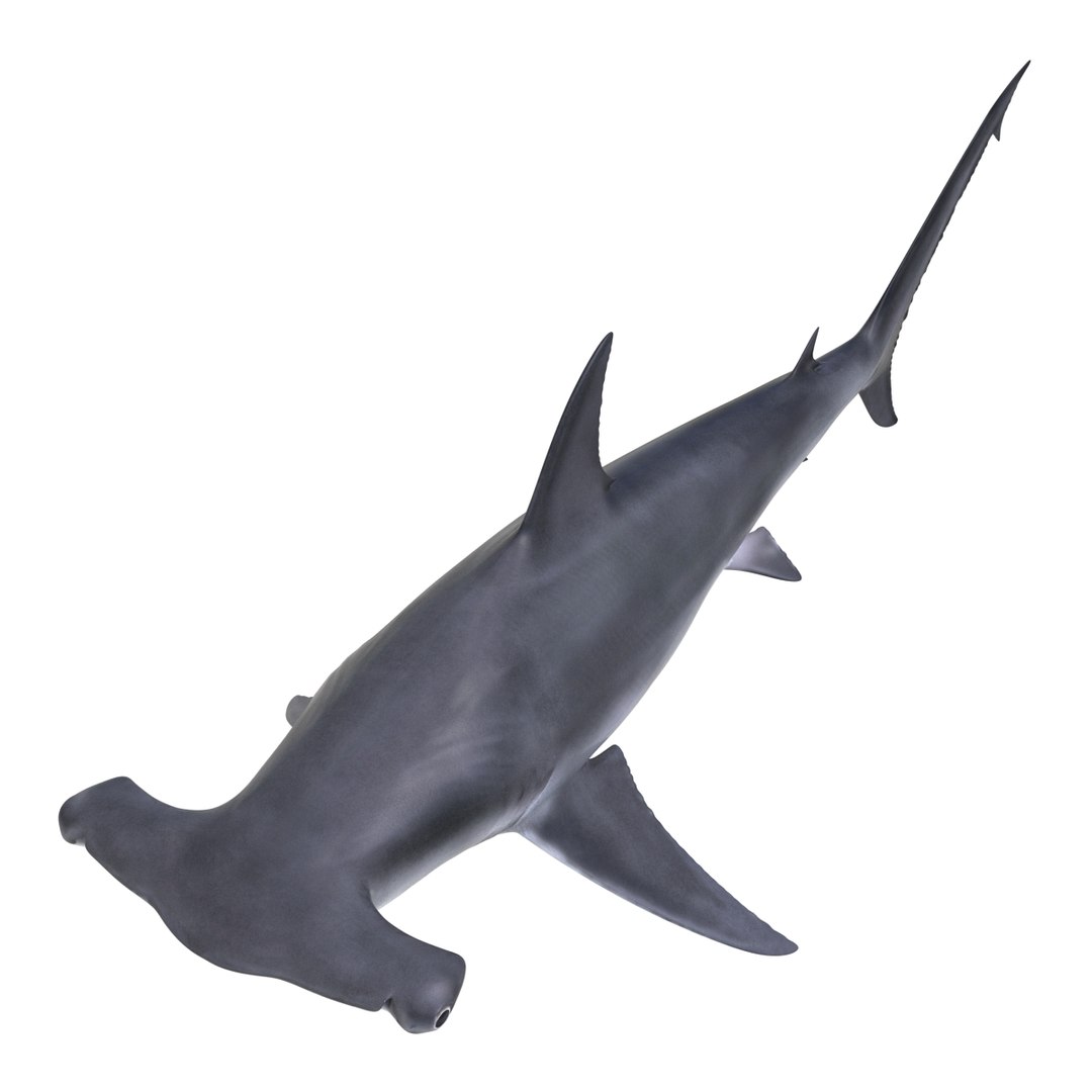3D sharks rigged 9 https://p.turbosquid.com/ts-thumb/P0/YQIDU6/FedPDVqI/sharkscollection3dmodels054/jpg/1465305602/1920x1080/fit_q87/afa5e6ffe0baf100ed8355d98ee80ccbb4baca9a/sharkscollection3dmodels054.jpg