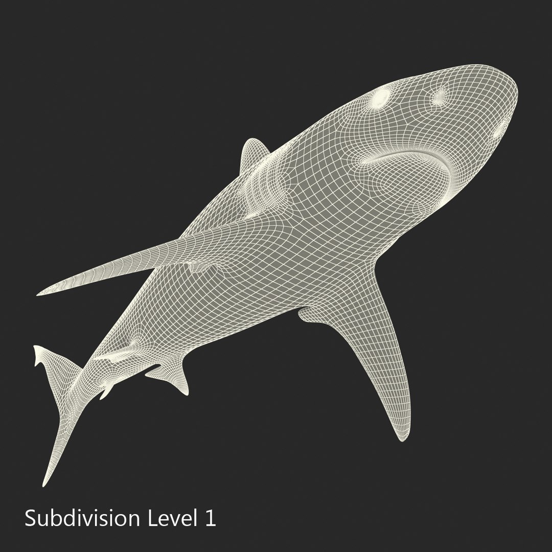 3D sharks rigged 9 https://p.turbosquid.com/ts-thumb/P0/YQIDU6/GIfd61zG/sharkscollection3dmodels157/jpg/1465305620/1920x1080/fit_q87/61c6bf8d52a0b91b42ecd97529af3b7fed285d9a/sharkscollection3dmodels157.jpg