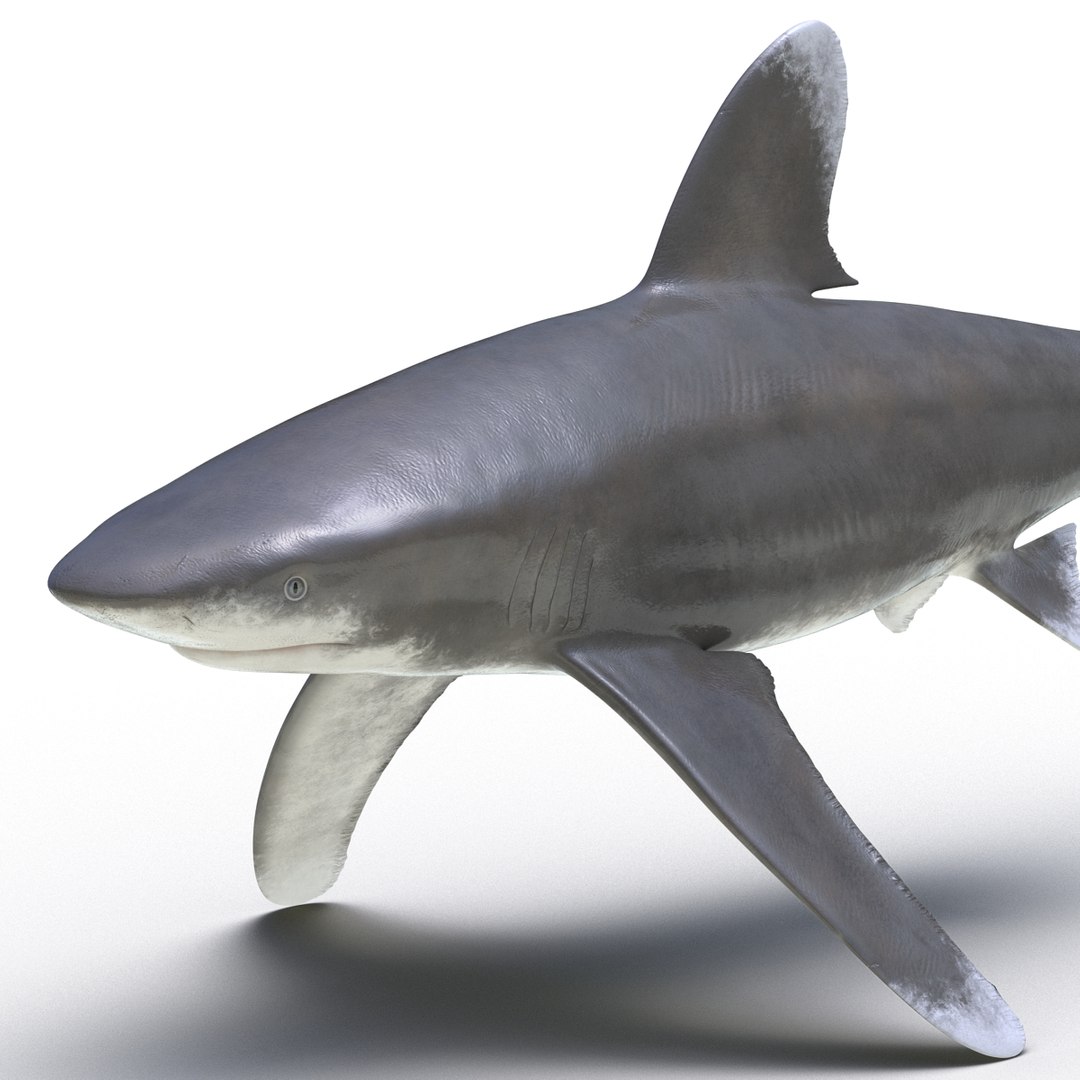 3D sharks rigged 9 https://p.turbosquid.com/ts-thumb/P0/YQIDU6/HCOhy5vB/sharkscollection3dmodels073/jpg/1465305605/1920x1080/fit_q87/3126c2f01976faf254a7a13e8b72fb83dc8d1c97/sharkscollection3dmodels073.jpg