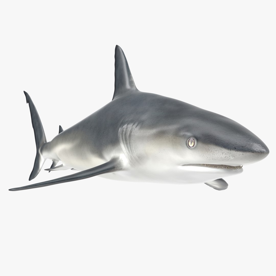 3D sharks rigged 9 https://p.turbosquid.com/ts-thumb/P0/YQIDU6/HMUZtIa0/sharkscollection3dmodels039/jpg/1465305600/1920x1080/fit_q87/7a513c0f0b91ee07eddc853cef73e83836f5ee27/sharkscollection3dmodels039.jpg