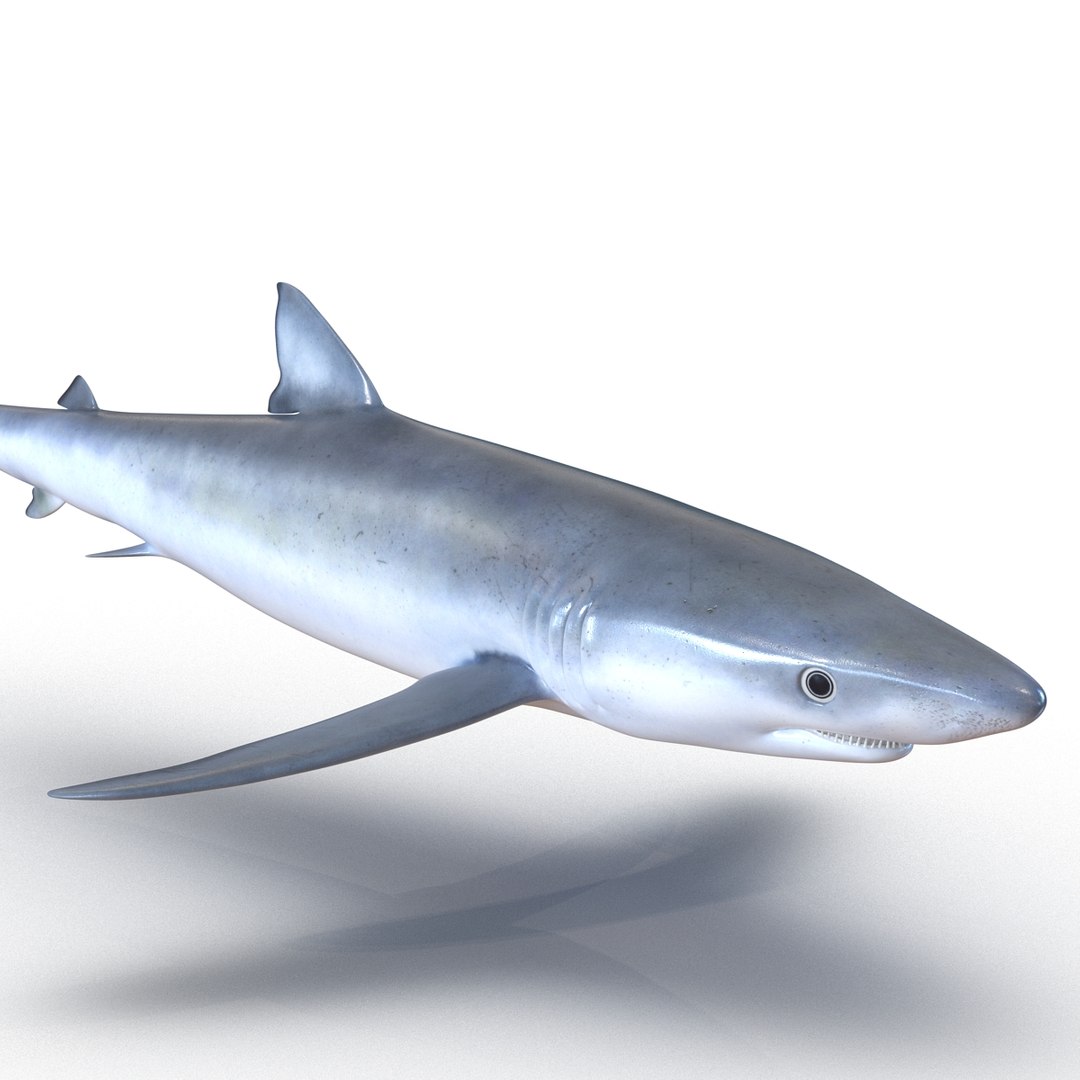3D sharks rigged 9 https://p.turbosquid.com/ts-thumb/P0/YQIDU6/I3Tj7QHD/sharkscollection3dmodels031/jpg/1465305598/1920x1080/fit_q87/f6297292fd7c44505e242921c207e560fc17eef0/sharkscollection3dmodels031.jpg