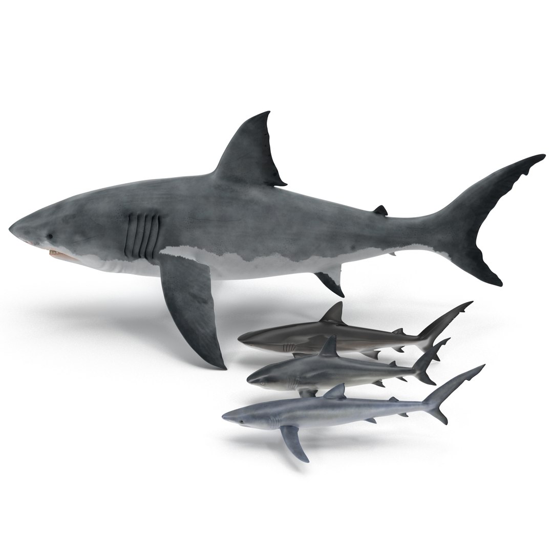 3D sharks rigged 9 https://p.turbosquid.com/ts-thumb/P0/YQIDU6/I5FsAuhm/sharkscollection3dmodels005/jpg/1465305594/1920x1080/fit_q87/5b89d5703f3185dedd46902522723aa644f6bc1d/sharkscollection3dmodels005.jpg