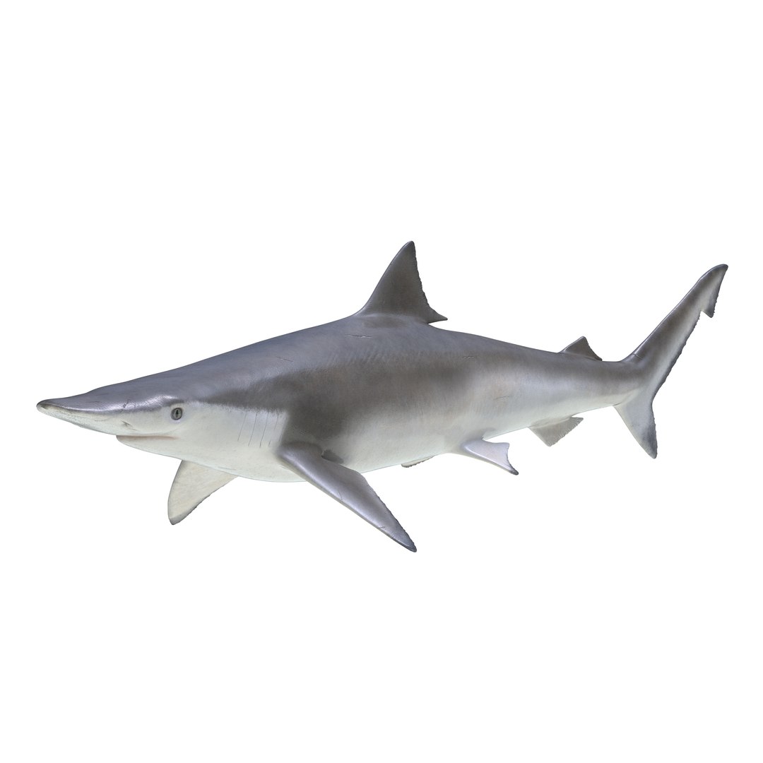 3D sharks rigged 9 https://p.turbosquid.com/ts-thumb/P0/YQIDU6/IDnBXPtb/sharkscollection3dmodels115/jpg/1465305613/1920x1080/fit_q87/bbf264444e847714085d4b2547280d1f7445dd0a/sharkscollection3dmodels115.jpg