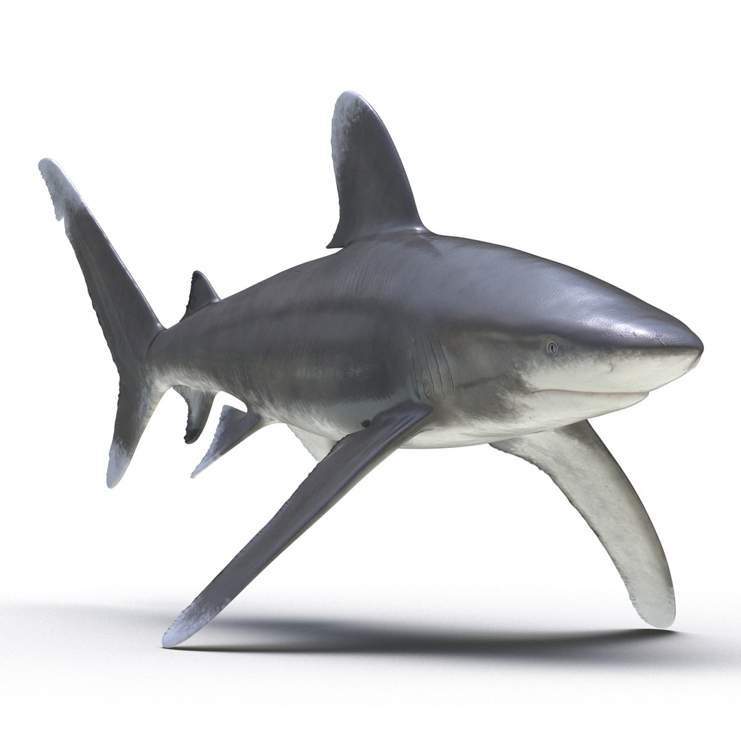 3D sharks rigged 9 https://p.turbosquid.com/ts-thumb/P0/YQIDU6/IQUoVjm0/sharkscollection3dmodels070/jpg/1465305605/1920x1080/fit_q87/3cdde9f7db501ee887ab6f984f740023d05899cf/sharkscollection3dmodels070.jpg