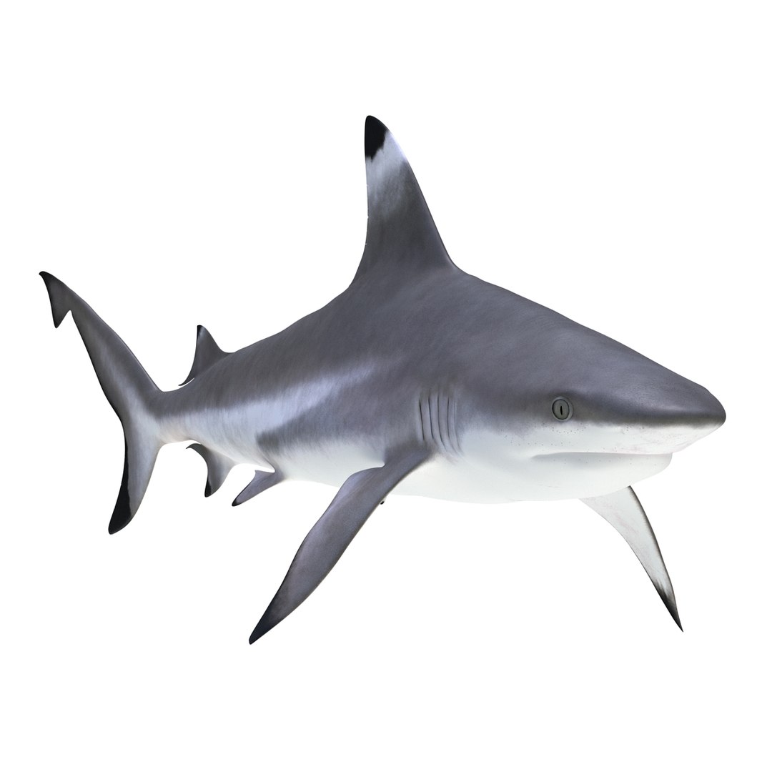 3D sharks rigged 9 https://p.turbosquid.com/ts-thumb/P0/YQIDU6/Ilj0X9nT/sharkscollection3dmodels025/jpg/1465305597/1920x1080/fit_q87/91697cb2de3faf5a9f4664b4055f7937171dd533/sharkscollection3dmodels025.jpg