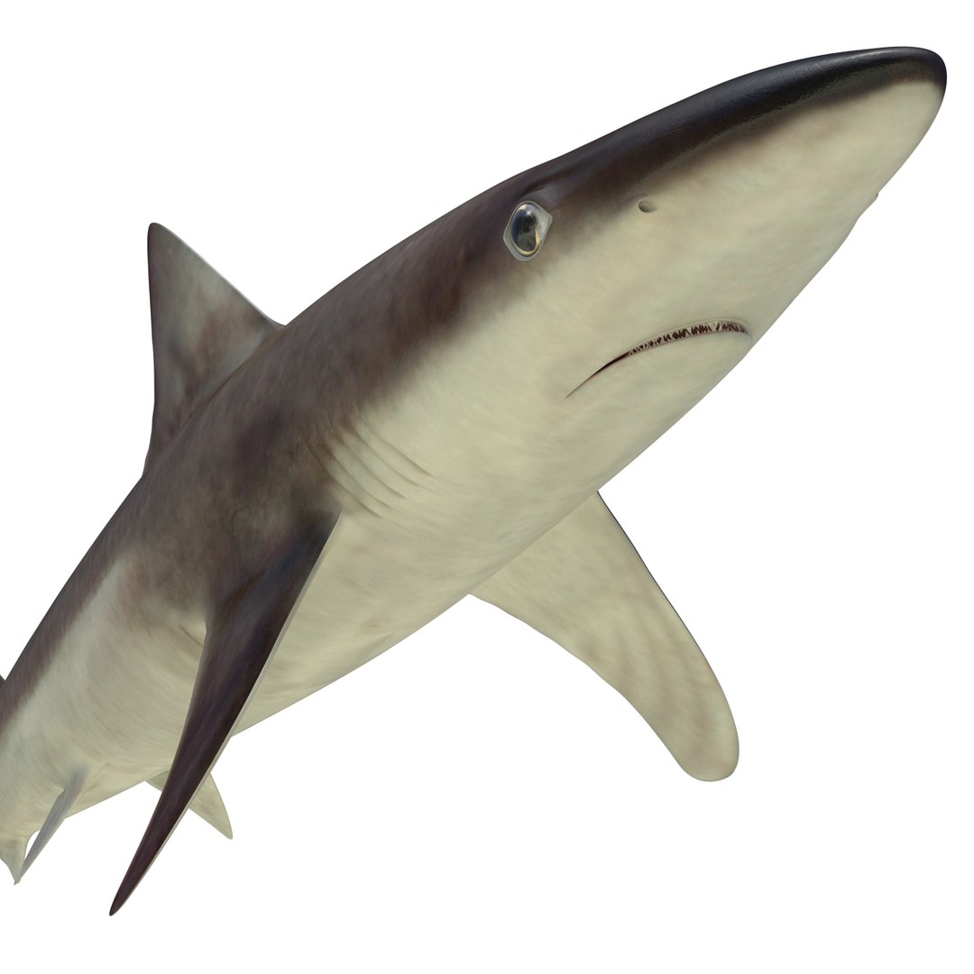 3D sharks rigged 9 https://p.turbosquid.com/ts-thumb/P0/YQIDU6/IuWxQSgK/sharkscollection3dmodels089/jpg/1465305608/1920x1080/fit_q87/df2487202b0a80e8d9c4e7859bcad6aaf6ee051d/sharkscollection3dmodels089.jpg