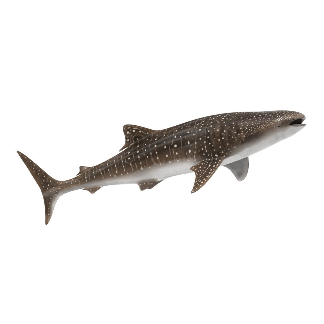 3D sharks rigged 9 https://p.turbosquid.com/ts-thumb/P0/YQIDU6/JeETupiL/sharkscollection3dmodels132/jpg/1465305616/1920x1080/fit_q87/d31e1232693b0e1bbe393bb7751ac9d2e0f3f771/sharkscollection3dmodels132.jpg