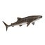 Sharks Rigged Collection 9 per Cinema 4D