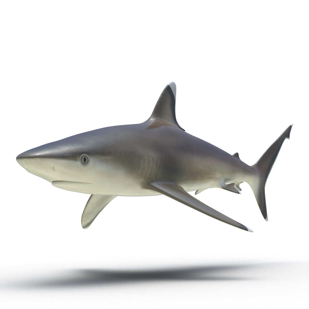 3D sharks rigged 9 https://p.turbosquid.com/ts-thumb/P0/YQIDU6/KHN8w5I9/sharkscollection3dmodels105/jpg/1465305611/1920x1080/fit_q87/ee9115dfd39f9018739bf47c37072b45d1071617/sharkscollection3dmodels105.jpg