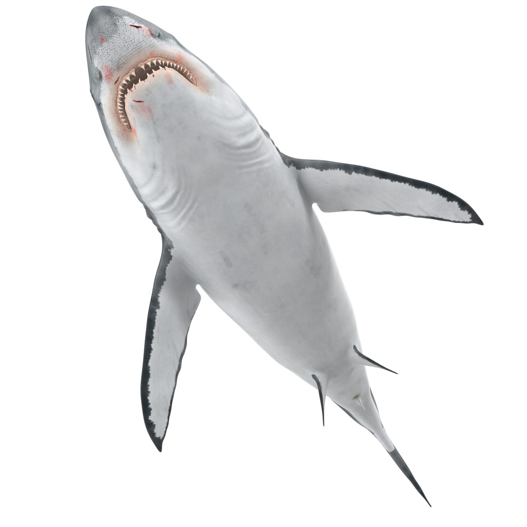 3D sharks rigged 9 https://p.turbosquid.com/ts-thumb/P0/YQIDU6/KSevNWka/sharkscollection3dmodels059/jpg/1465305603/1920x1080/fit_q87/c37106092aca542ce1864a2d5071d4f5ac9d02b1/sharkscollection3dmodels059.jpg