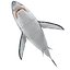 Sharks Rigged Collection 9 per Cinema 4D
