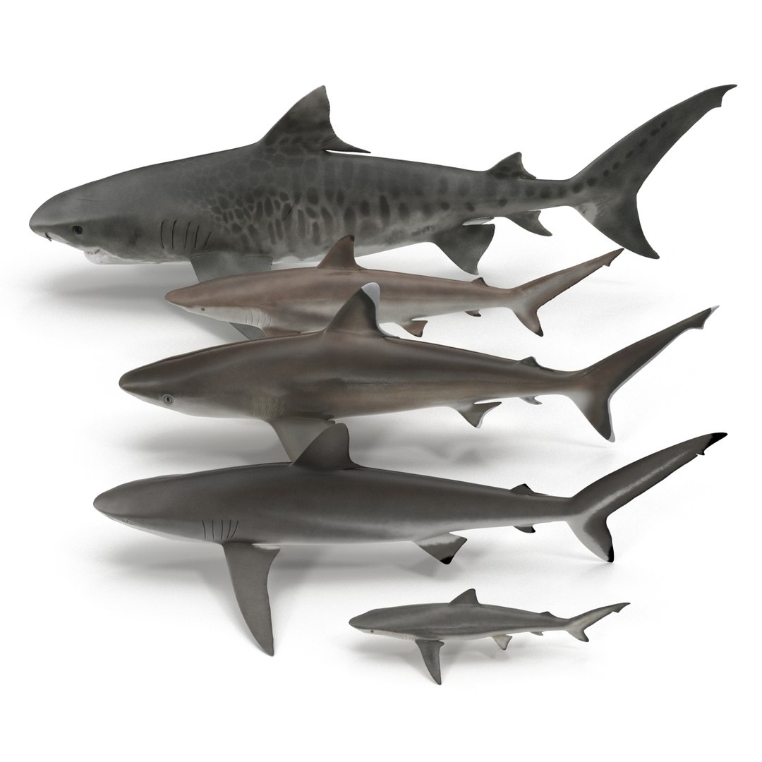 3D sharks rigged 9 https://p.turbosquid.com/ts-thumb/P0/YQIDU6/LCF3sX9l/sharkscollection3dmodels007/jpg/1465305594/1920x1080/fit_q87/ac6701d29addc1c5537d1ad5ffa36b9228755aad/sharkscollection3dmodels007.jpg
