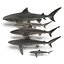 Sharks Rigged Collection 9 per Cinema 4D