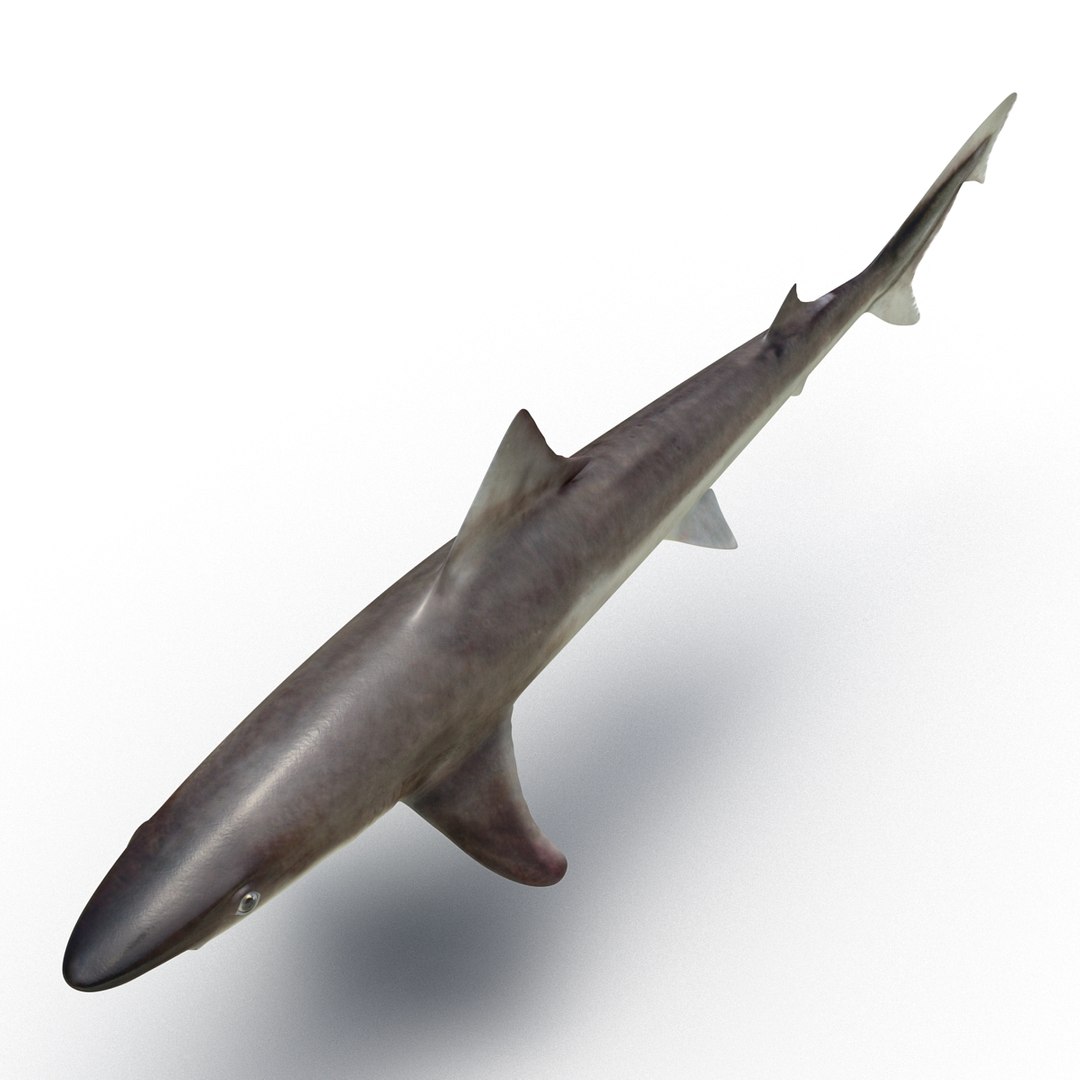 3D sharks rigged 9 https://p.turbosquid.com/ts-thumb/P0/YQIDU6/Lo40Wg1f/sharkscollection3dmodels085/jpg/1465305608/1920x1080/fit_q87/373b8c46b52a556a104bc99e92fa2c4c2b6309cd/sharkscollection3dmodels085.jpg