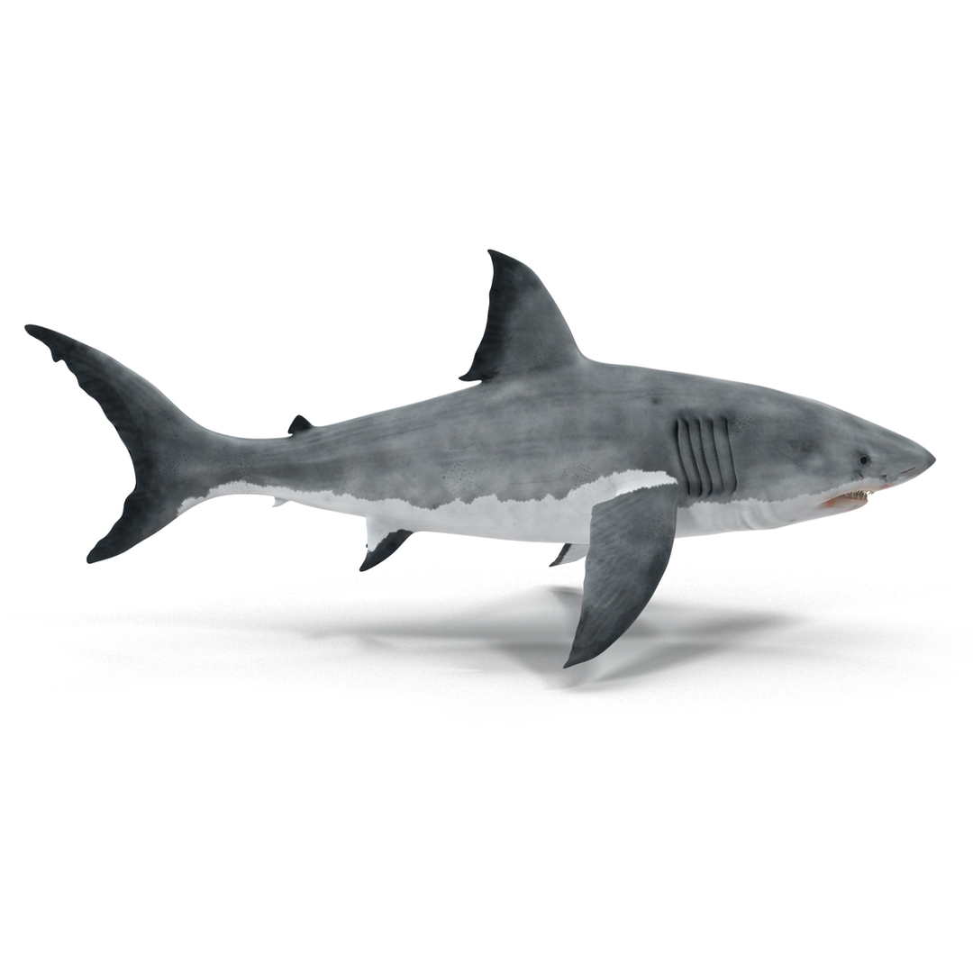 3D sharks rigged 9 https://p.turbosquid.com/ts-thumb/P0/YQIDU6/MMZ55Mus/great_white_shark_360/jpg/1465297114/1920x1080/turn_fit_q99/13f7372c899d1c9ff1b4a8f76d9363668b26331c/great_white_shark_360-1.jpg