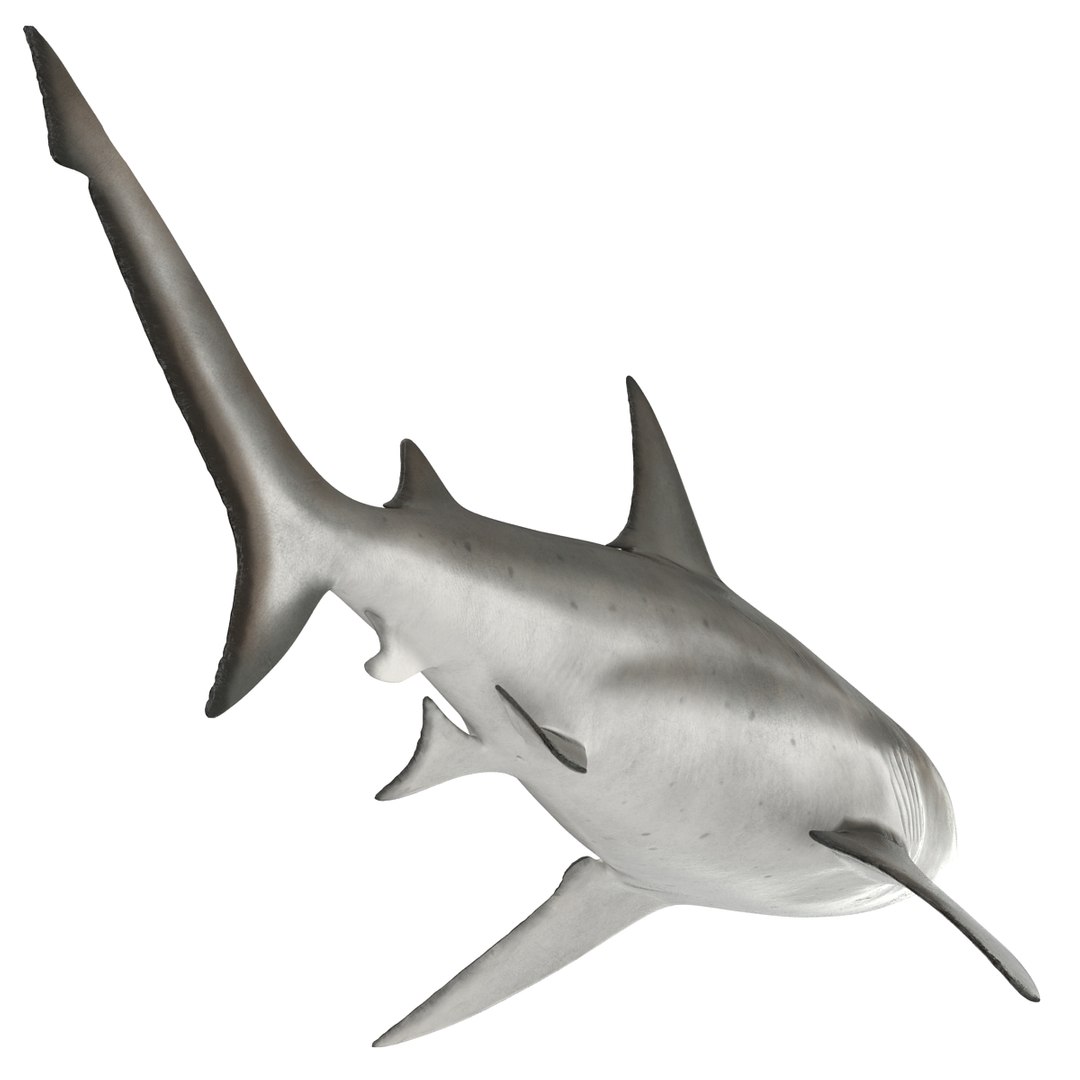 3D sharks rigged 9 https://p.turbosquid.com/ts-thumb/P0/YQIDU6/MeswTcoE/sharkscollection3dmodels038/jpg/1465305599/1920x1080/fit_q87/33c7b43d5746a97bf04c62e7f35a9a1c69bf9ca6/sharkscollection3dmodels038.jpg