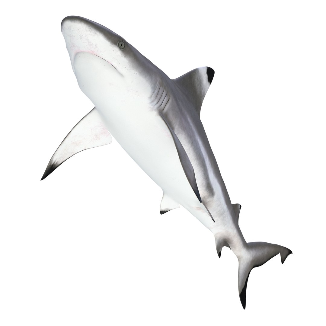 3D sharks rigged 9 https://p.turbosquid.com/ts-thumb/P0/YQIDU6/NBNwhnSn/sharkscollection3dmodels027/jpg/1465305597/1920x1080/fit_q87/723518f9f62c4653a429609d0cfbce0f655b4705/sharkscollection3dmodels027.jpg