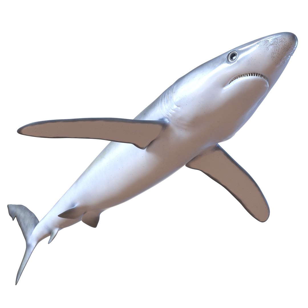 3D sharks rigged 9 https://p.turbosquid.com/ts-thumb/P0/YQIDU6/O5R3O4uL/sharkscollection3dmodels030/jpg/1465305598/1920x1080/fit_q87/549f60ddb7f8bb576255636a1aa67b7704eff645/sharkscollection3dmodels030.jpg