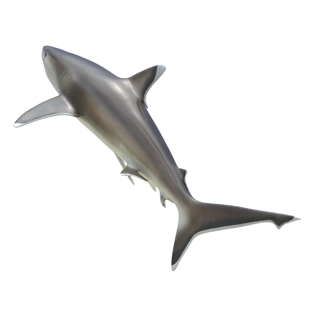 3D sharks rigged 9 https://p.turbosquid.com/ts-thumb/P0/YQIDU6/ONi4v1W4/sharkscollection3dmodels107/jpg/1465305612/1920x1080/fit_q87/ace11a136bd9d6282cb0c872ad821f486bf8bdc8/sharkscollection3dmodels107.jpg