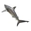 Sharks Rigged Collection 9 per Cinema 4D