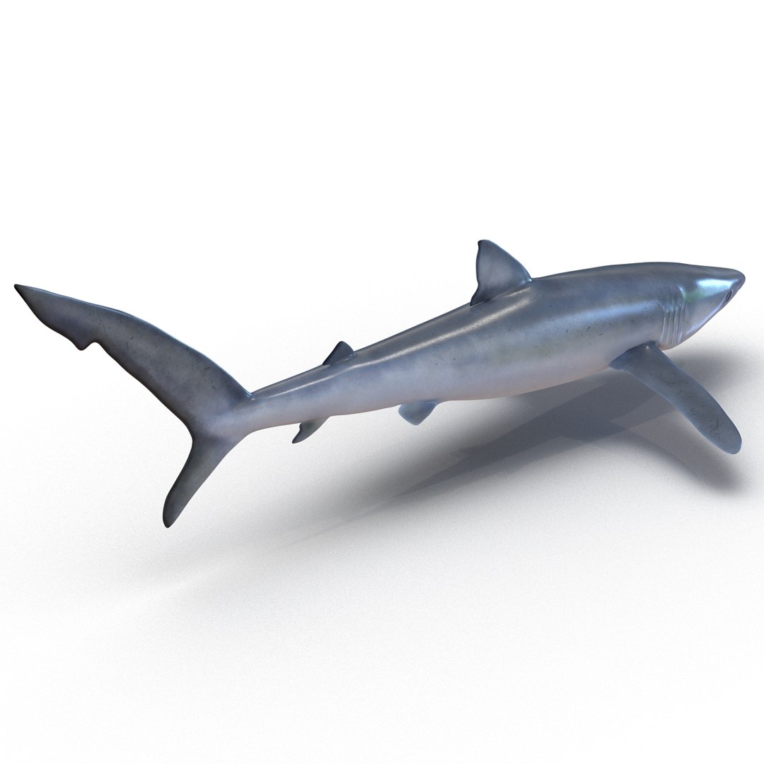 3D sharks rigged 9 https://p.turbosquid.com/ts-thumb/P0/YQIDU6/OVSyTnpi/sharkscollection3dmodels029/jpg/1465305598/1920x1080/fit_q87/01a549a615e5c70cb4e4e36c4342af551df8f722/sharkscollection3dmodels029.jpg