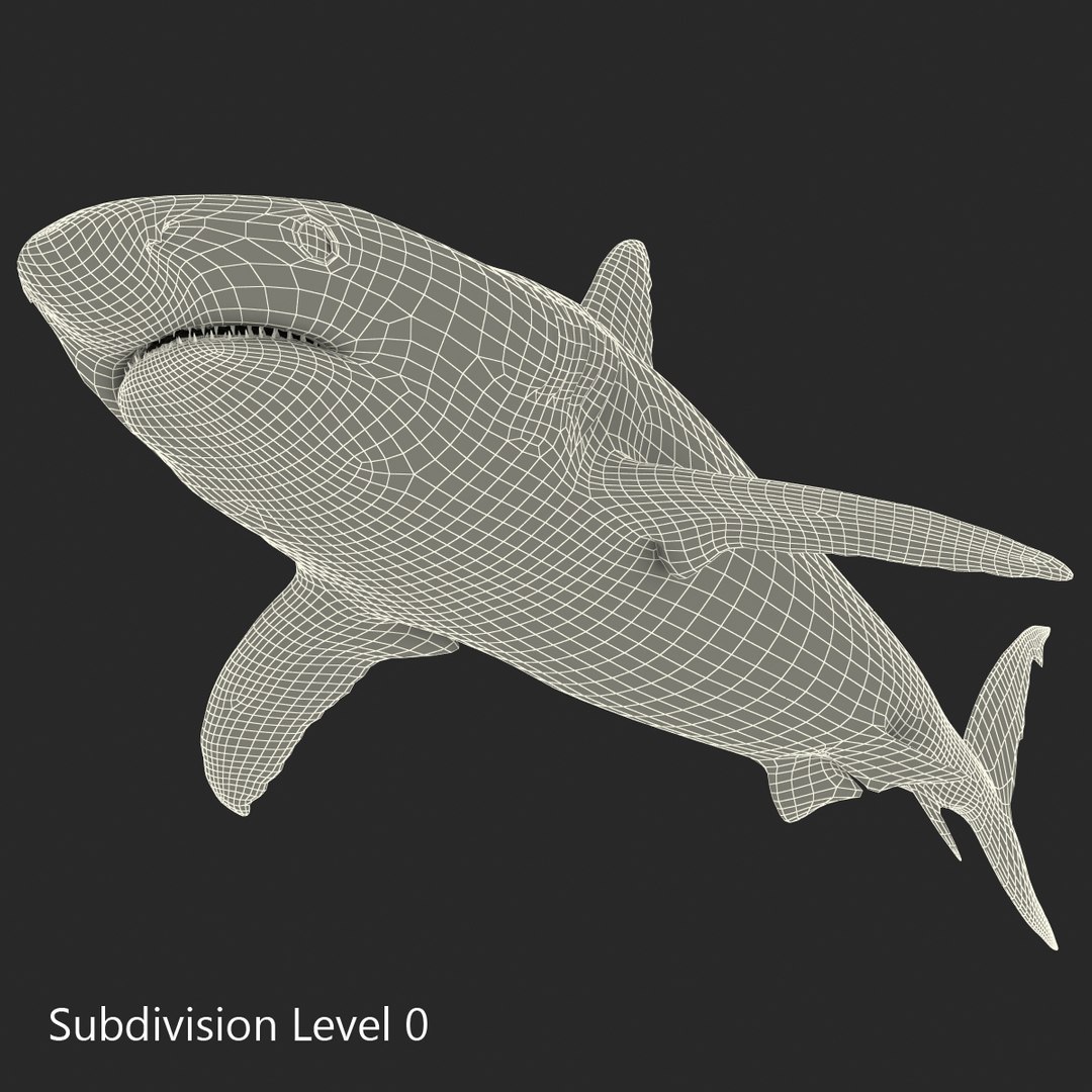3D sharks rigged 9 https://p.turbosquid.com/ts-thumb/P0/YQIDU6/OcjqkeWV/sharkscollection3dmodels148/jpg/1465305619/1920x1080/fit_q87/fc059aad8ef436372c891aa4ff9bd0e16c67dce7/sharkscollection3dmodels148.jpg