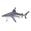Sharks Rigged Collection 9 per Cinema 4D