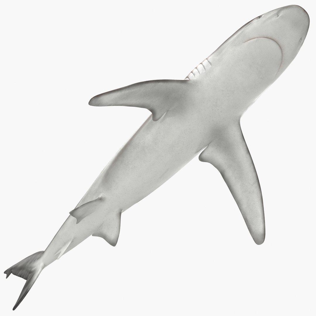 3D sharks rigged 9 https://p.turbosquid.com/ts-thumb/P0/YQIDU6/QJHx9h12/sharkscollection3dmodels047/jpg/1465305601/1920x1080/fit_q87/028e95d219ed5c35470752deae19861df2745ff8/sharkscollection3dmodels047.jpg