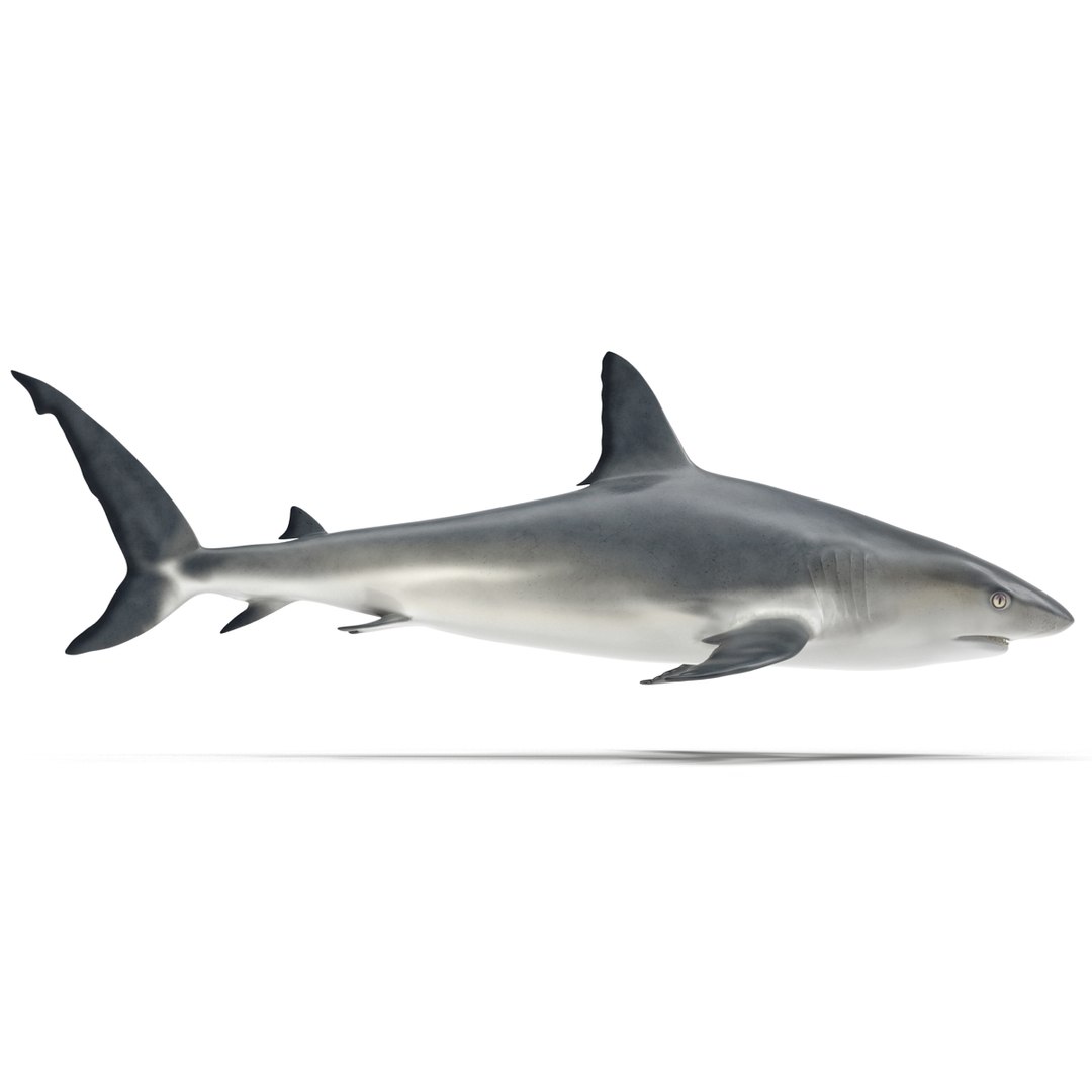 3D sharks rigged 9 https://p.turbosquid.com/ts-thumb/P0/YQIDU6/SGsqm2jK/sharkscollection3dmodels040/jpg/1465305600/1920x1080/fit_q87/88e0c1af3599b69ee70a6965825d2c1a77cf0039/sharkscollection3dmodels040.jpg