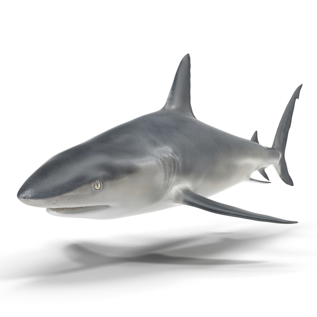 3D sharks rigged 9 https://p.turbosquid.com/ts-thumb/P0/YQIDU6/SMHkutt7/sharkscollection3dmodels041/jpg/1465305600/1920x1080/fit_q87/831dc89d00e12eafe7c0b38be890614da9f2b24c/sharkscollection3dmodels041.jpg