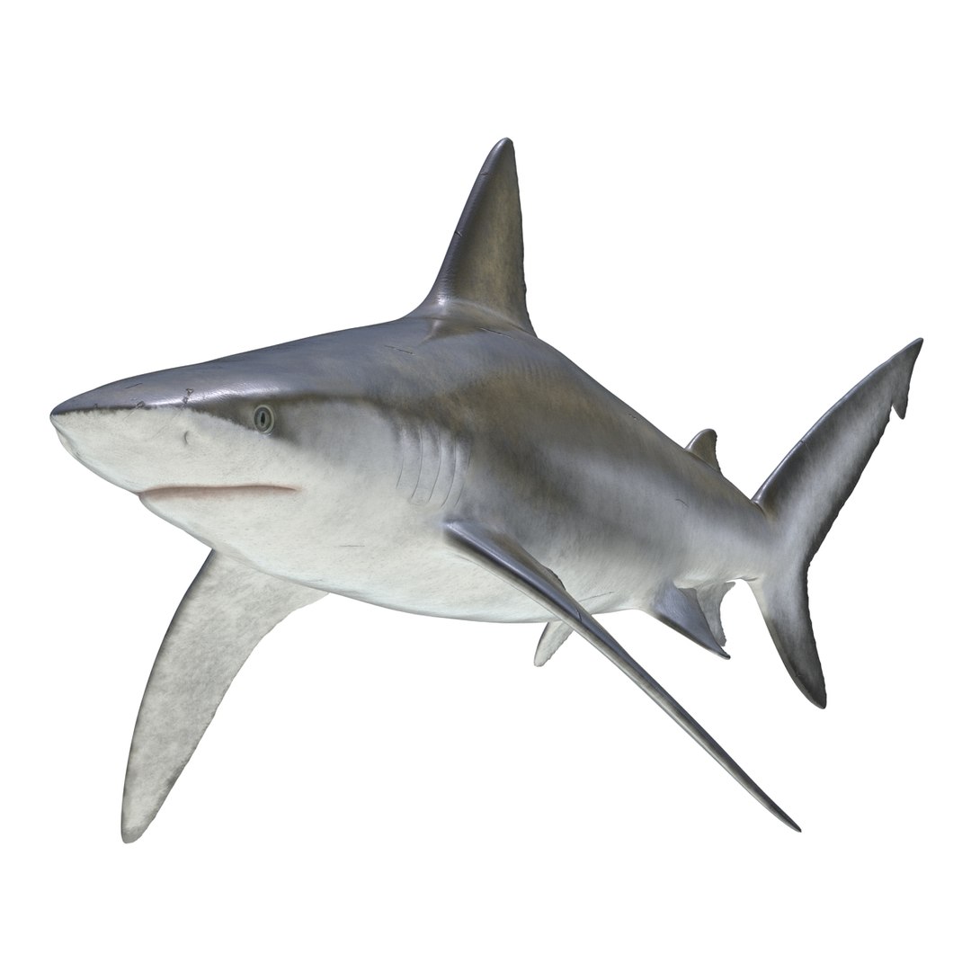 3D sharks rigged 9 https://p.turbosquid.com/ts-thumb/P0/YQIDU6/Syxolzck/sharkscollection3dmodels020/jpg/1465305596/1920x1080/fit_q87/cc132ed8702a2e5054431a6365ebca38a8f1e188/sharkscollection3dmodels020.jpg