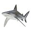 Sharks Rigged Collection 9 per Cinema 4D