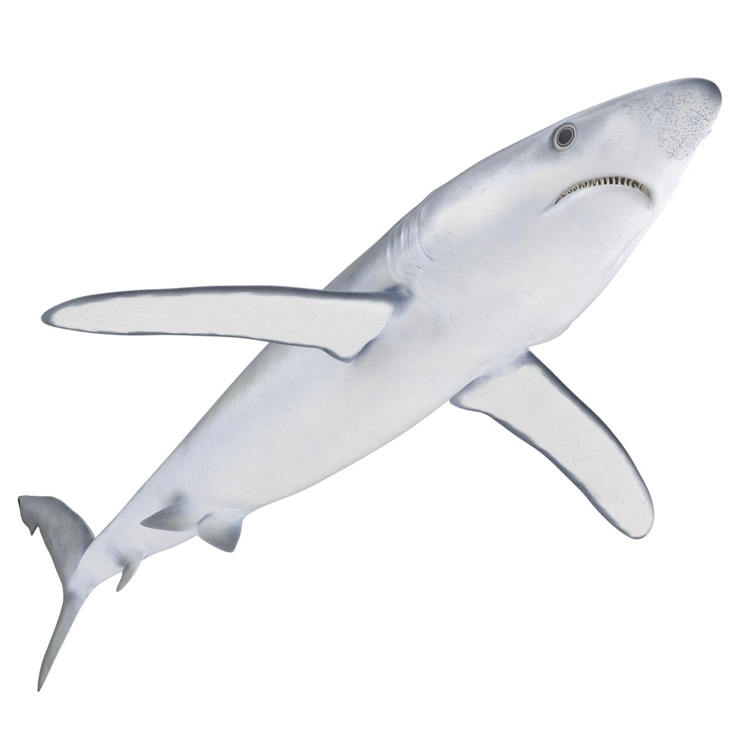 3D sharks rigged 9 https://p.turbosquid.com/ts-thumb/P0/YQIDU6/TfdTNrAS/sharkscollection3dmodels137/jpg/1465305617/1920x1080/fit_q87/e9e657630adfbecd4a60c6f85e48b77c68268247/sharkscollection3dmodels137.jpg