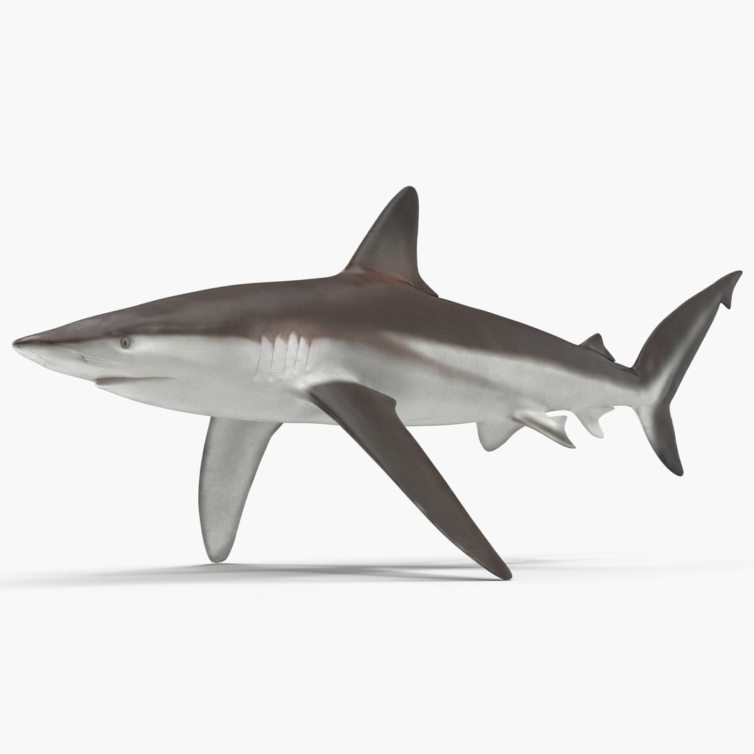 3D sharks rigged 9 https://p.turbosquid.com/ts-thumb/P0/YQIDU6/UlPU6Euv/sharkscollection3dmodels046/jpg/1465305601/1920x1080/fit_q87/d589a4fb65cb362dbb3d424869ab8502fd8eadcd/sharkscollection3dmodels046.jpg
