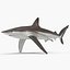 Sharks Rigged Collection 9 per Cinema 4D