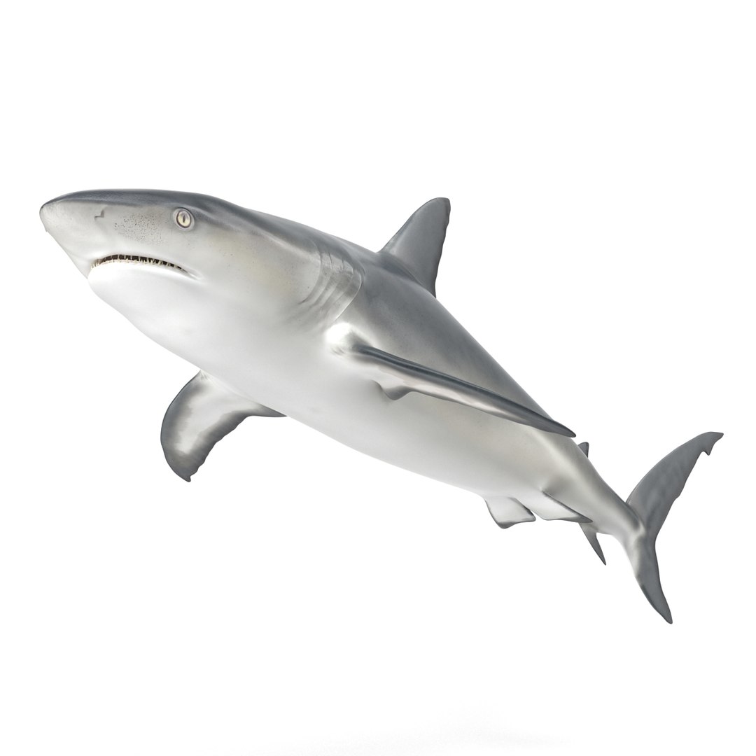 3D sharks rigged 9 https://p.turbosquid.com/ts-thumb/P0/YQIDU6/Vj1yxDWw/sharkscollection3dmodels042/jpg/1465305600/1920x1080/fit_q87/d8521b33cf65f3a08dfed88b0fddde98baf41071/sharkscollection3dmodels042.jpg