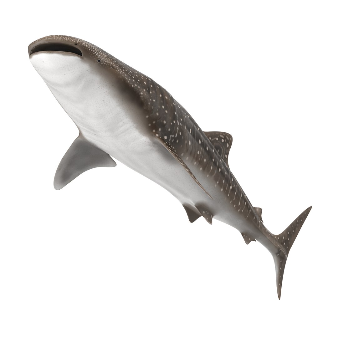 3D sharks rigged 9 https://p.turbosquid.com/ts-thumb/P0/YQIDU6/WSPAQe48/sharkscollection3dmodels135/jpg/1465305616/1920x1080/fit_q87/546f789171384f792ce79a78decb93c6bcf1df98/sharkscollection3dmodels135.jpg