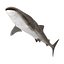 Sharks Rigged Collection 9 per Cinema 4D