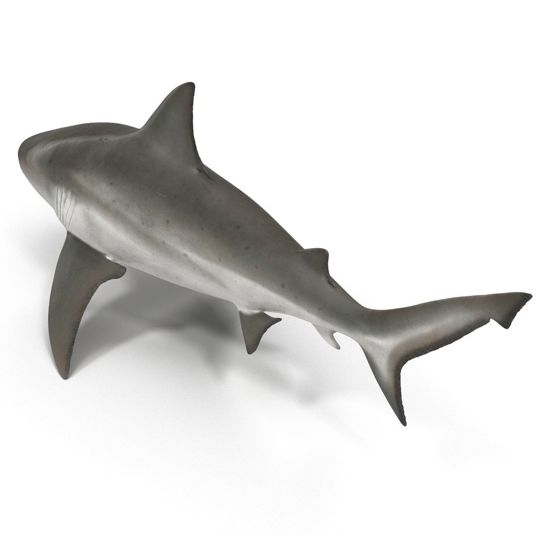 3D sharks rigged 9 https://p.turbosquid.com/ts-thumb/P0/YQIDU6/WVpGc6L6/sharkscollection3dmodels036/jpg/1465305599/1920x1080/fit_q87/868ad338c580a75768505c6e6cc53864c8c27cf5/sharkscollection3dmodels036.jpg