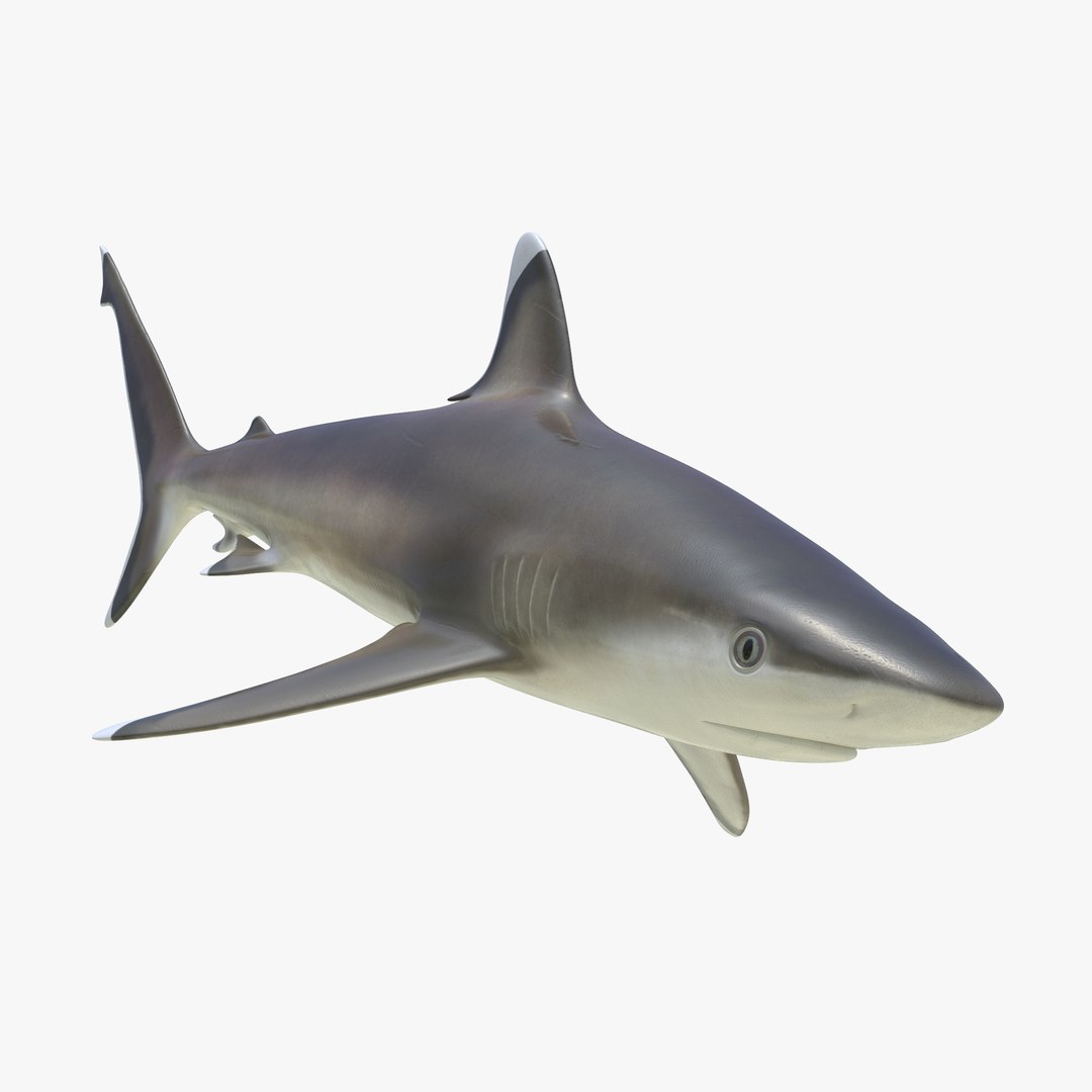 3D sharks rigged 9 https://p.turbosquid.com/ts-thumb/P0/YQIDU6/WeDzytYb/sharkscollection3dmodels104/jpg/1465305611/1920x1080/fit_q87/4a24ec2a624b3a9bf251174b1039dbd9d7b14f6b/sharkscollection3dmodels104.jpg
