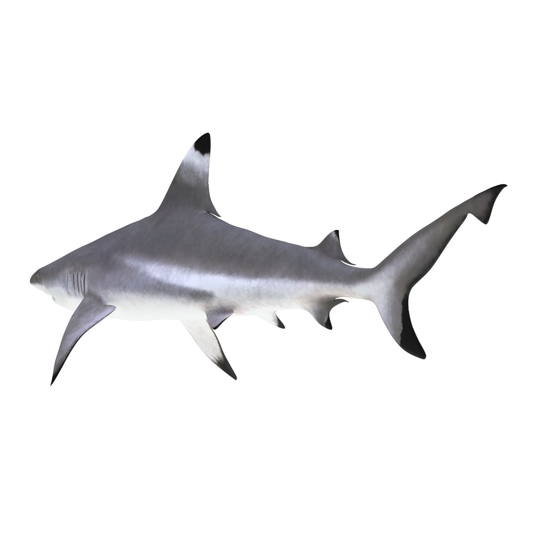 3D sharks rigged 9 https://p.turbosquid.com/ts-thumb/P0/YQIDU6/XCI5H40m/sharkscollection3dmodels026/jpg/1465305597/1920x1080/fit_q87/58b52018163f41481a119e4b1ce1e4cf3de1fcfd/sharkscollection3dmodels026.jpg