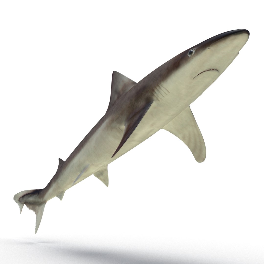 3D sharks rigged 9 https://p.turbosquid.com/ts-thumb/P0/YQIDU6/XQWGwcYM/sharkscollection3dmodels086/jpg/1465305608/1920x1080/fit_q87/baac75bef7a9a5230e046b043b422b02e9b6ded9/sharkscollection3dmodels086.jpg
