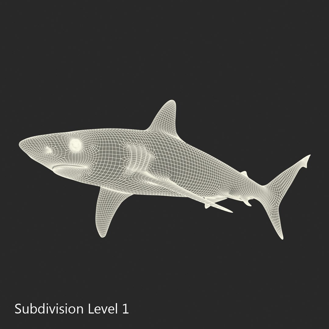 3D sharks rigged 9 https://p.turbosquid.com/ts-thumb/P0/YQIDU6/XiOpoKGF/sharkscollection3dmodels173/jpg/1465305623/1920x1080/fit_q87/44500d61f920f863a93c4ed5872584b5bbcec596/sharkscollection3dmodels173.jpg