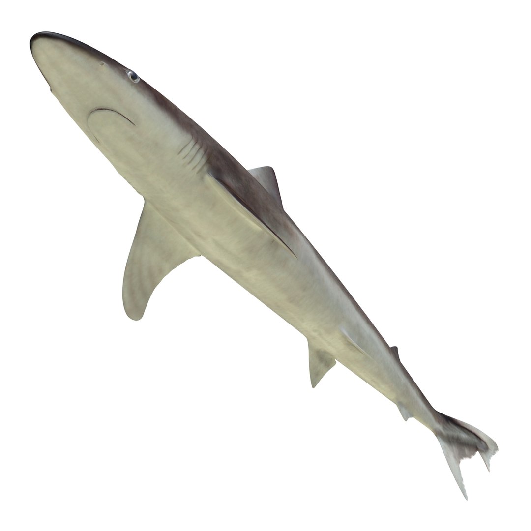 3D sharks rigged 9 https://p.turbosquid.com/ts-thumb/P0/YQIDU6/YNR0xym8/sharkscollection3dmodels088/jpg/1465305608/1920x1080/fit_q87/269d04e37bade467ee1dc9b6b7b785e51d88e813/sharkscollection3dmodels088.jpg
